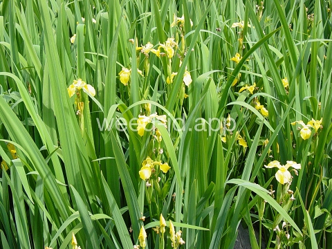 iris, yellowflag